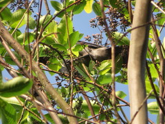 Cyanocorax violaceus