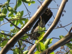 Cyanocorax violaceus