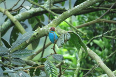 Tangara gyrola