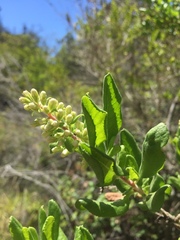 Escallonia illinita