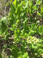 Escallonia illinita