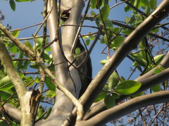 Cyanocorax violaceus