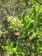 Escallonia illinita