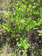 Escallonia illinita