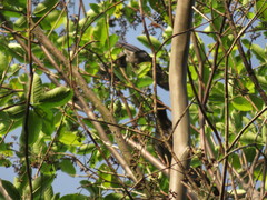 Cyanocorax violaceus