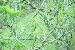 Dacnis cayana