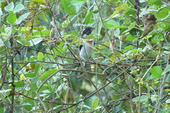 Pheucticus ludovicianus