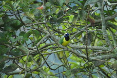 Cyanocorax yncas
