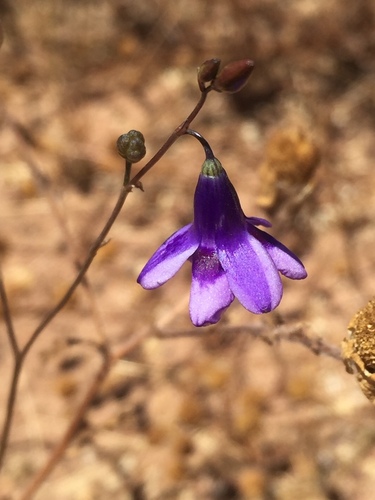 Flor de la abeja