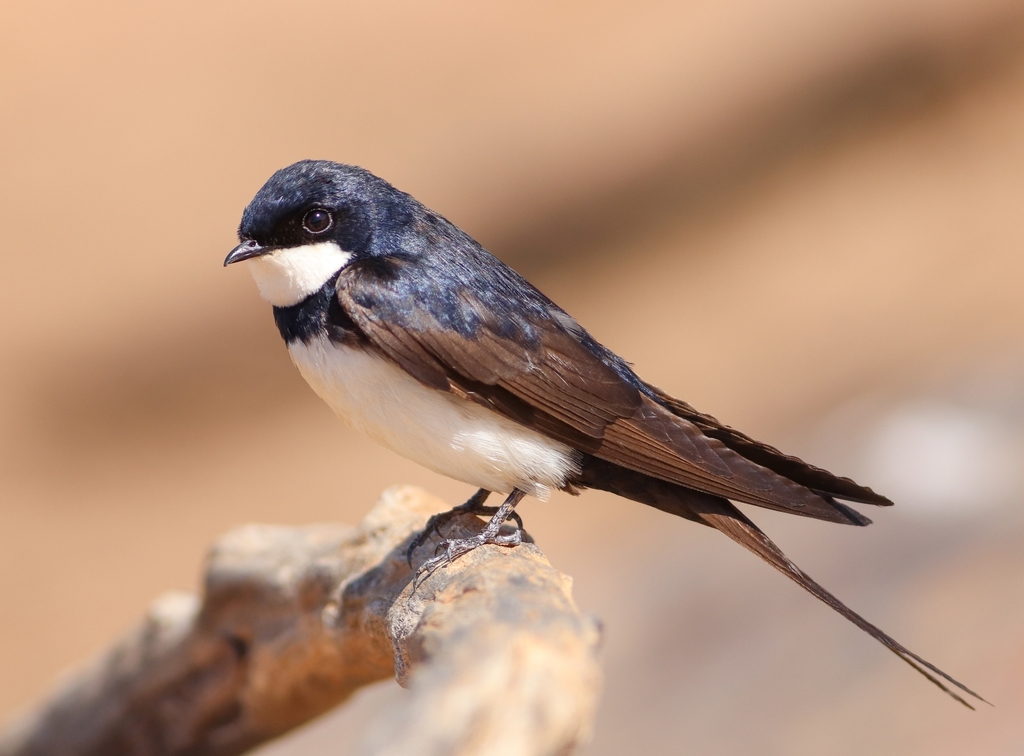 Black-collared Swallow (Pygochelidon melanoleuca) photo