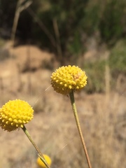 Helenium aromaticum
