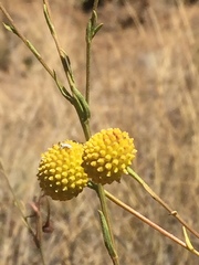 Helenium aromaticum
