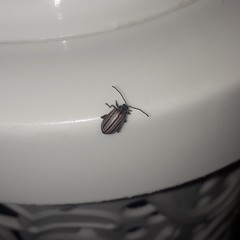 Disonycha bicarinata