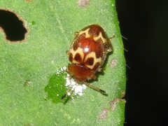 Epopterus