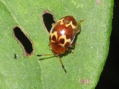 Epopterus