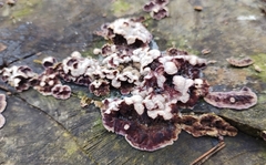 Chondrostereum purpureum