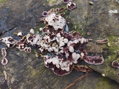 Chondrostereum purpureum