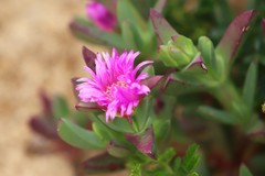 Carpobrotus virescens
