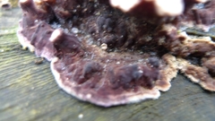 Chondrostereum purpureum