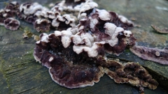 Chondrostereum purpureum