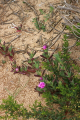 Carpobrotus virescens