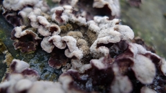 Chondrostereum purpureum