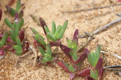Carpobrotus virescens