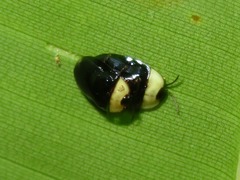 Imatidium thoracicum