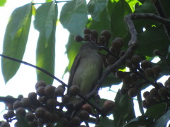 Turdus ignobilis debilis