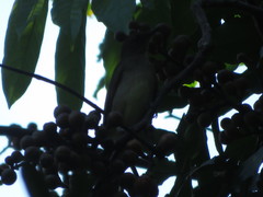 Turdus ignobilis debilis