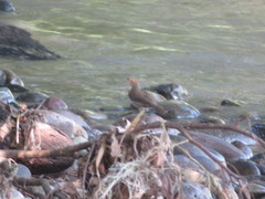 Turdus ignobilis debilis