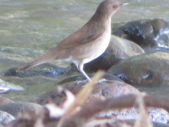 Turdus ignobilis debilis