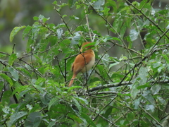 Pachyramphus