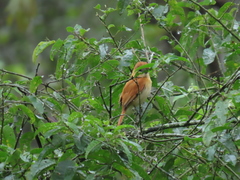 Pachyramphus