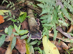 Earliella