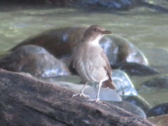 Turdus ignobilis debilis
