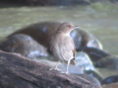 Turdus ignobilis debilis