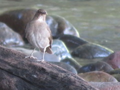 Turdus ignobilis debilis