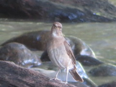 Turdus ignobilis debilis