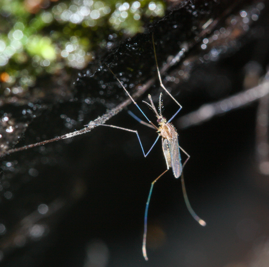 Barber's Treehole Anopheles