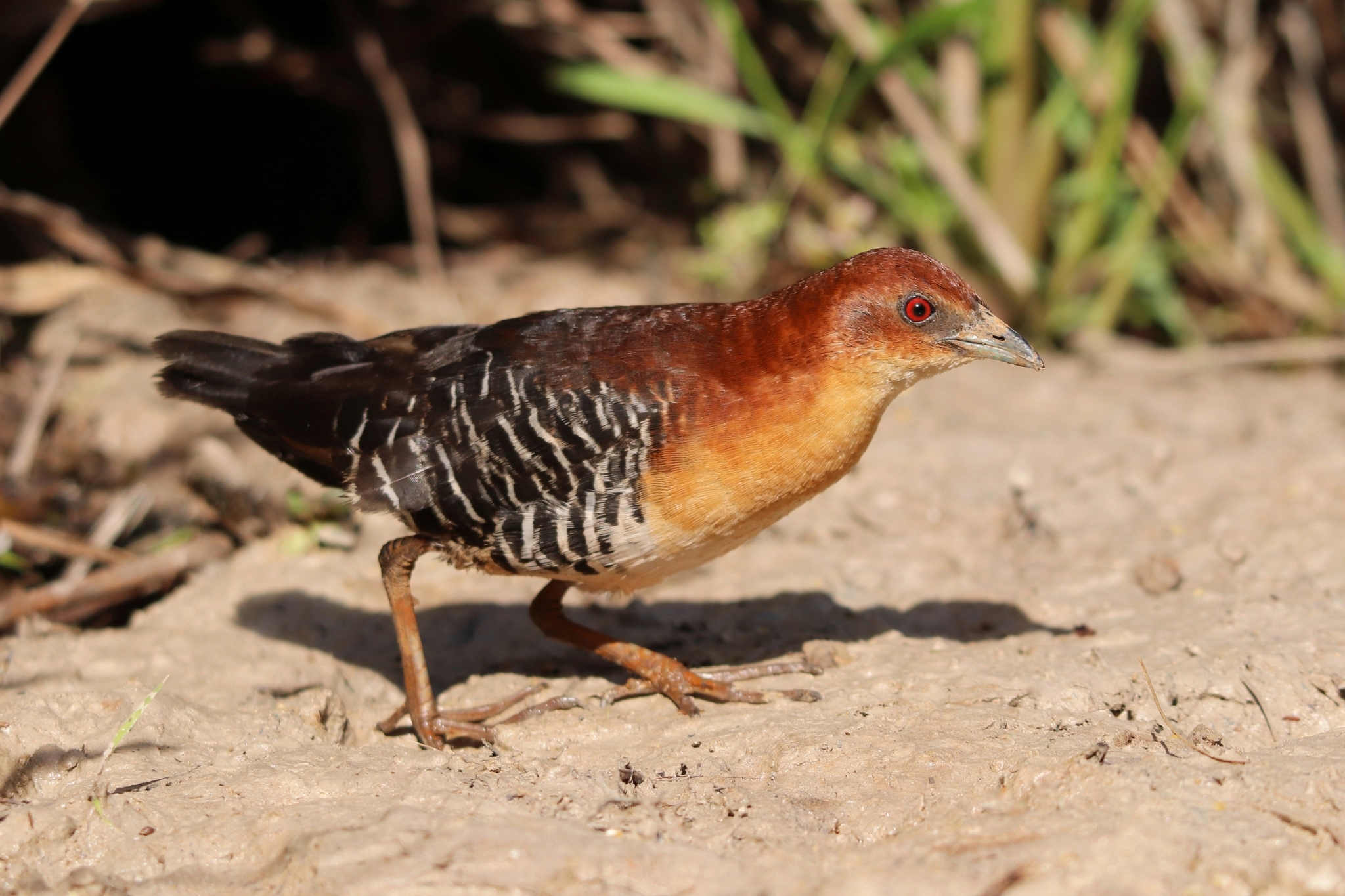 Rufous-faced Crake (Rufirallus xenopterus)