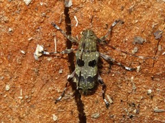 Colobothea punctata