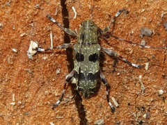 Colobothea punctata