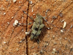 Colobothea punctata