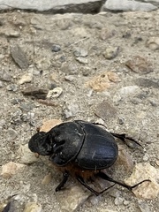 Onthophagus mniszechi