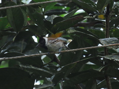 Thamnophilus bernardi