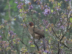 Ortalis erythroptera