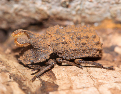 Forked Fungus Beetle photo 6