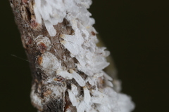 Pseudaulacaspis pentagona