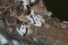 Pseudaulacaspis pentagona